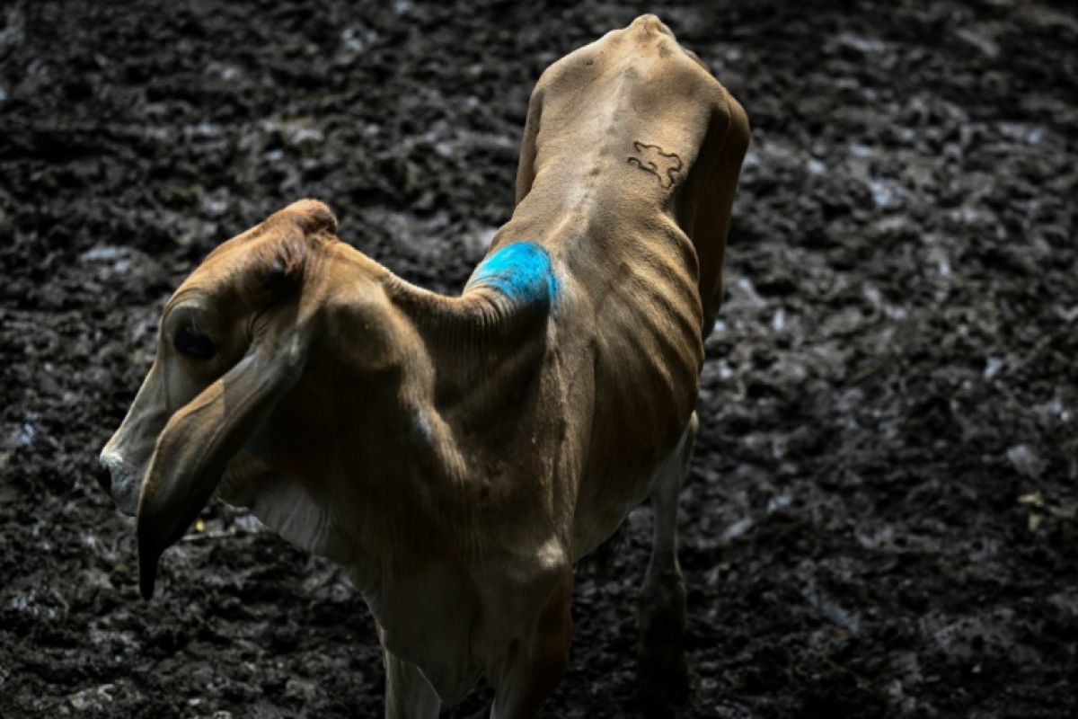 La sécheresse pousse les éleveurs salvadoriens à vendre leurs vaches à perte