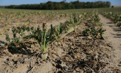 Sécheresse, des prêts à taux zéro promis aux agriculteurs asphyxiés