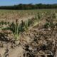 Sécheresse, des prêts à taux zéro promis aux agriculteurs asphyxiés