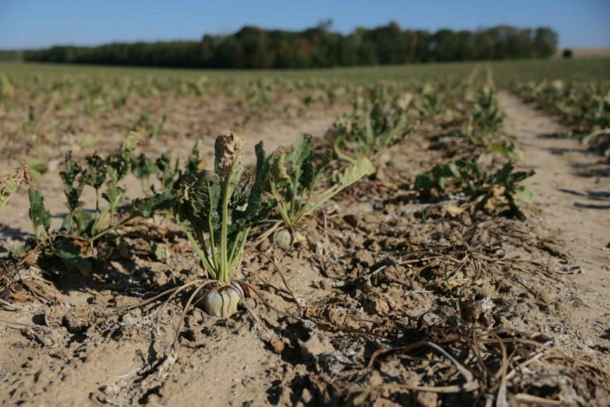 Sécheresse, des prêts à taux zéro promis aux agriculteurs asphyxiés