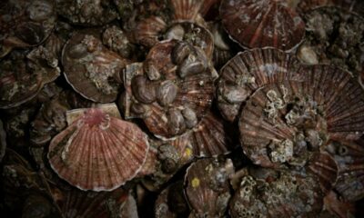 Coquilles Saint-Jacques, un trou d'air en baie de Seine mais un record en vue à Saint-Brieuc