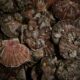 Coquilles Saint-Jacques, un trou d'air en baie de Seine mais un record en vue à Saint-Brieuc