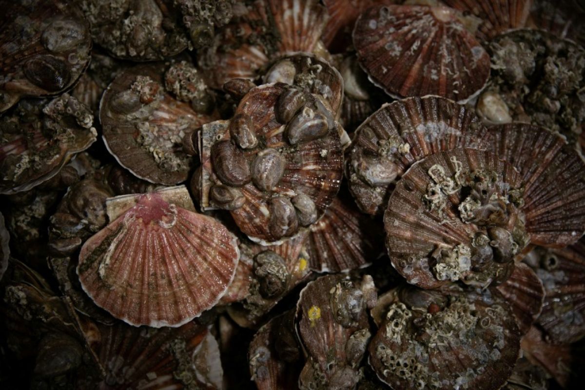 Coquilles Saint-Jacques, un trou d'air en baie de Seine mais un record en vue à Saint-Brieuc