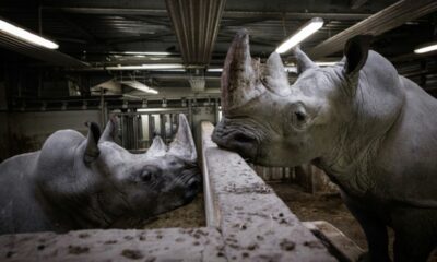 Un géant de 2,4 tonnes quitte Paris pour donner un avenir à son espèce