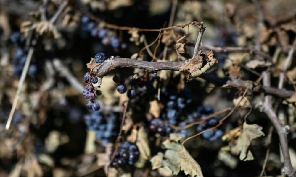 Le vin français au plus bas, le Sud limite les dégâts