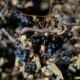 Le vin français au plus bas, le Sud limite les dégâts