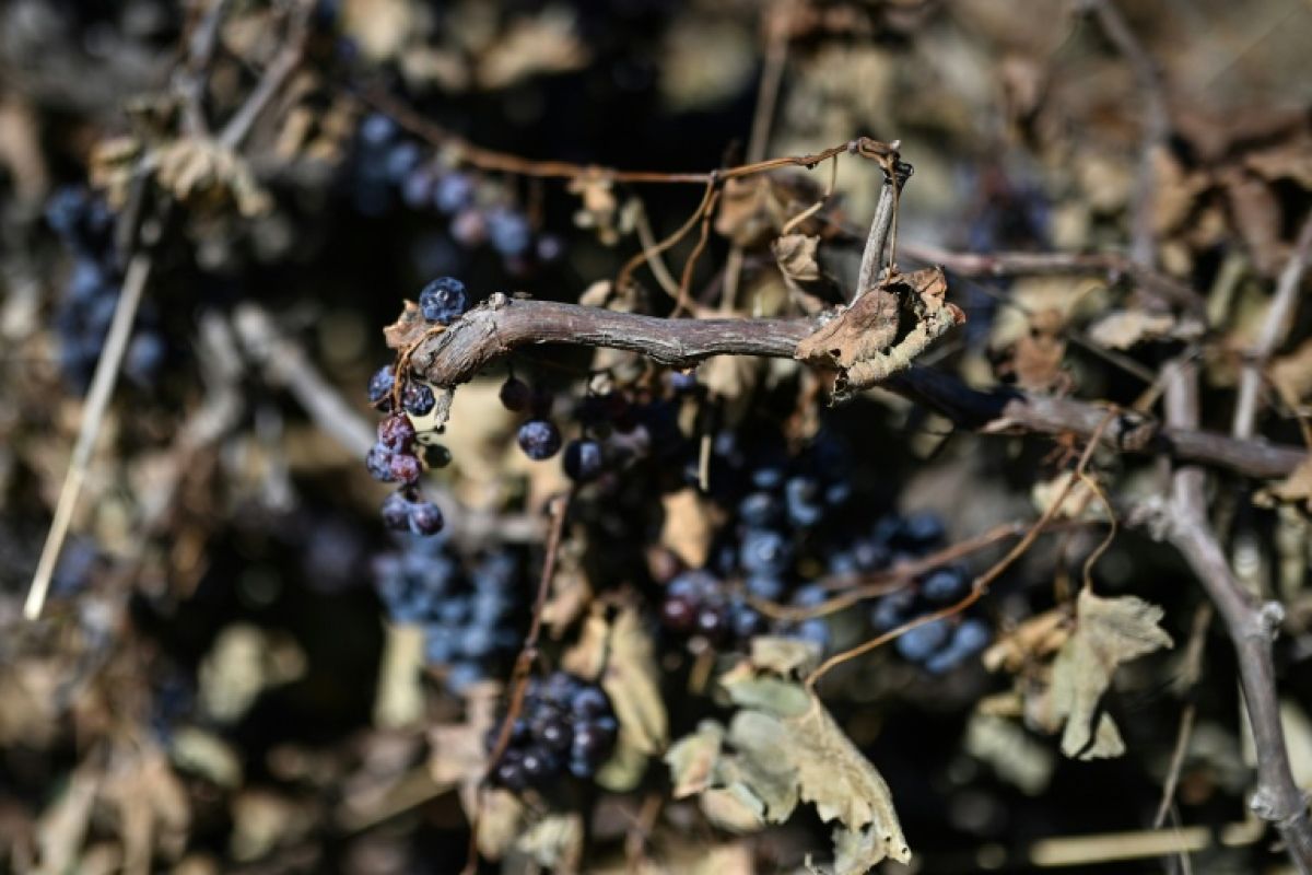 Le vin français au plus bas, le Sud limite les dégâts