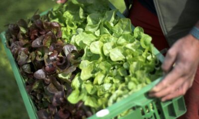 Salades hors de prix, carottes et poireaux en berne, l'été sec se paie au rayon légumes