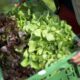 Salades hors de prix, carottes et poireaux en berne, l'été sec se paie au rayon légumes