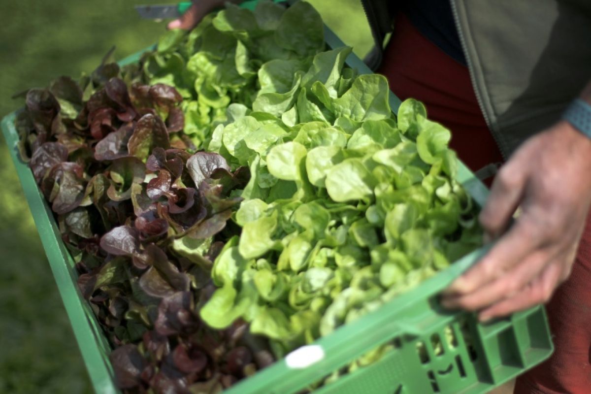 Salades hors de prix, carottes et poireaux en berne, l'été sec se paie au rayon légumes