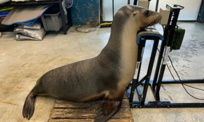 Ces otaries passent un test auditif pour mieux protéger les océans