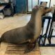 Ces otaries passent un test auditif pour mieux protéger les océans
