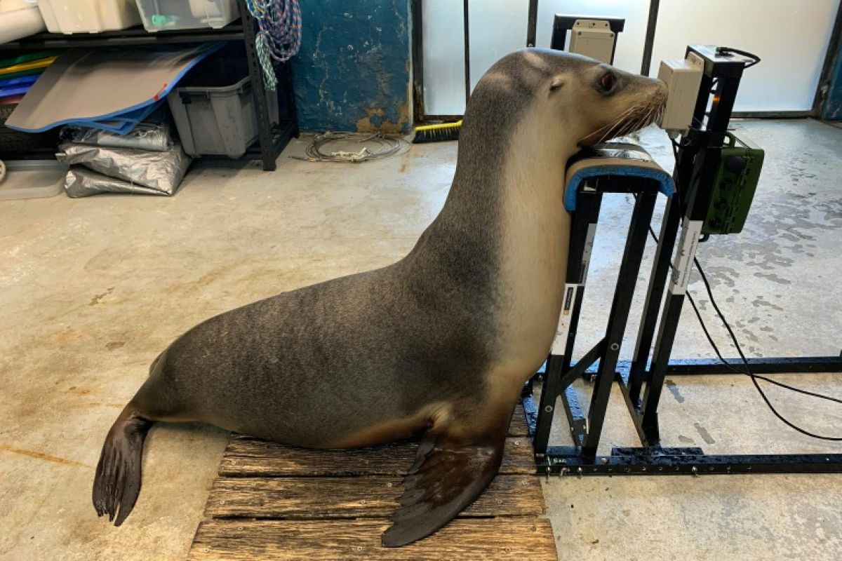 Ces otaries passent un test auditif pour mieux protéger les océans