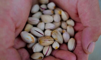 Pistaches et lentilles, les nouvelles armes des vignerons face à la chaleur