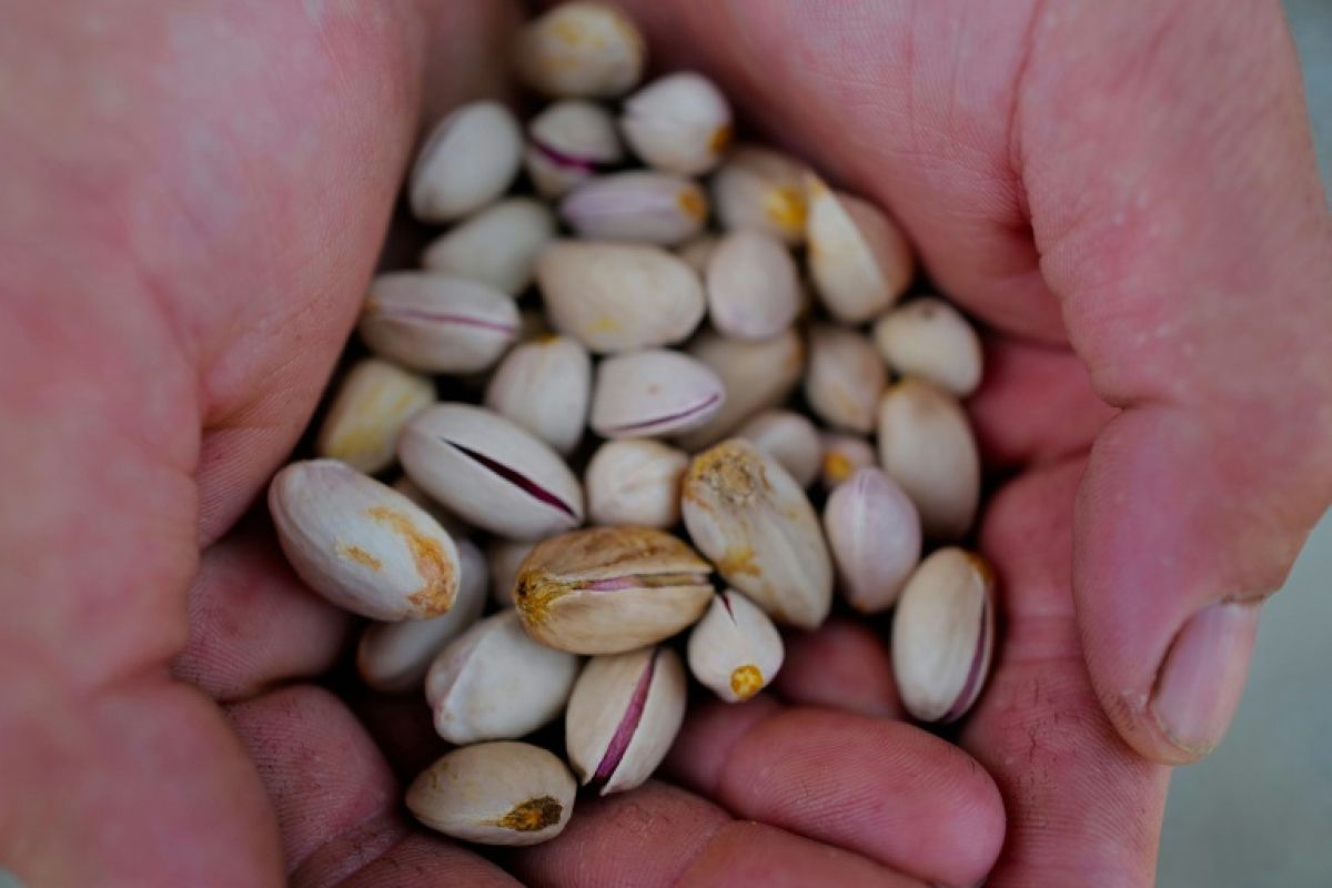 Pistaches et lentilles, les nouvelles armes des vignerons face à la chaleur