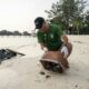 La tortue verte refait surface, portée par un demi-siècle de combat