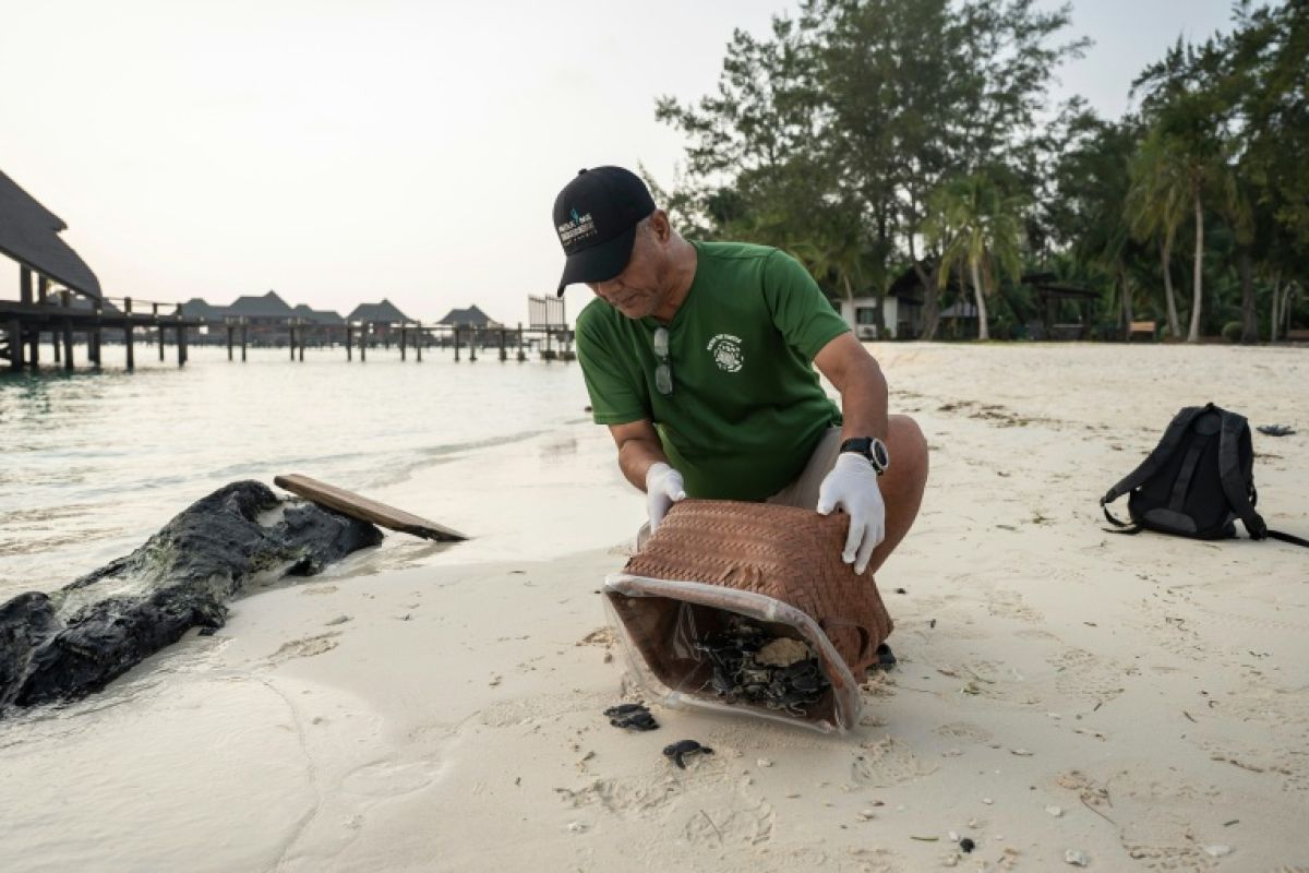 La tortue verte refait surface, portée par un demi-siècle de combat