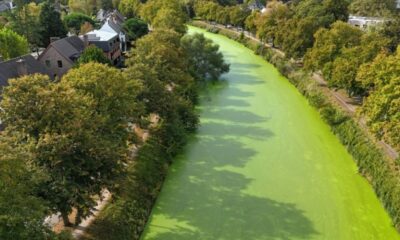 À Gand, les canaux virent au vert après un été de tous les records