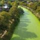 À Gand, les canaux virent au vert après un été de tous les records