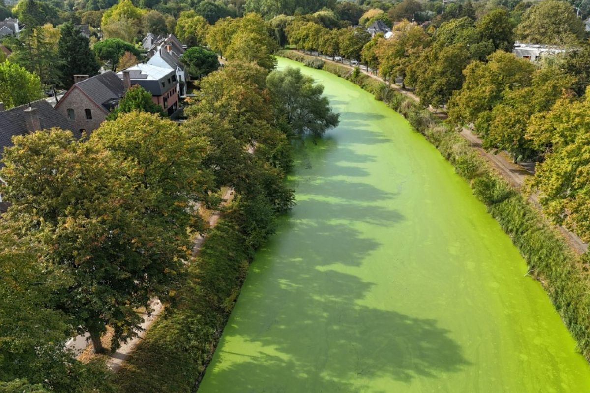 À Gand, les canaux virent au vert après un été de tous les records