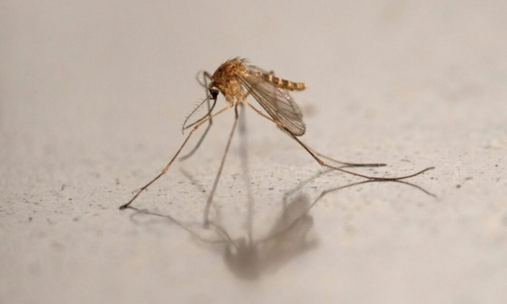 Le virus du Nil occidental s'installe en France et fait cinq morts