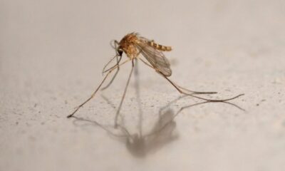 Le virus du Nil occidental s'installe en France et fait cinq morts