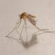 Le virus du Nil occidental s'installe en France et fait cinq morts