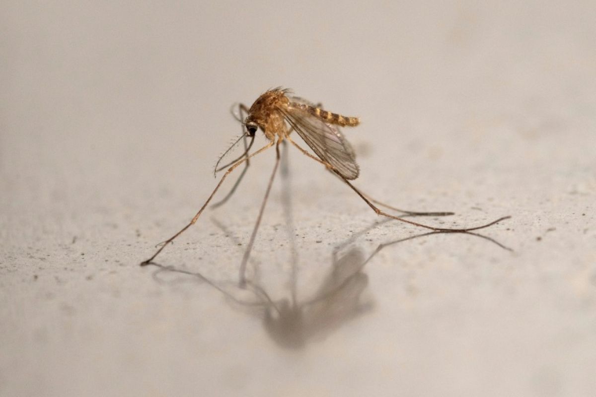 Le virus du Nil occidental s'installe en France et fait cinq morts