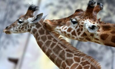 Une girafe traverse la France et rend Paris fou