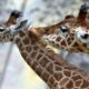 Une girafe traverse la France et rend Paris fou