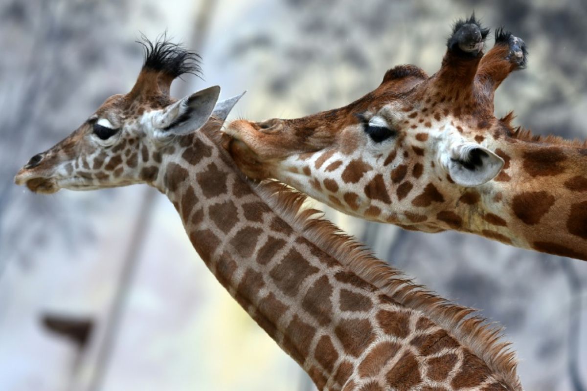 Une girafe traverse la France et rend Paris fou