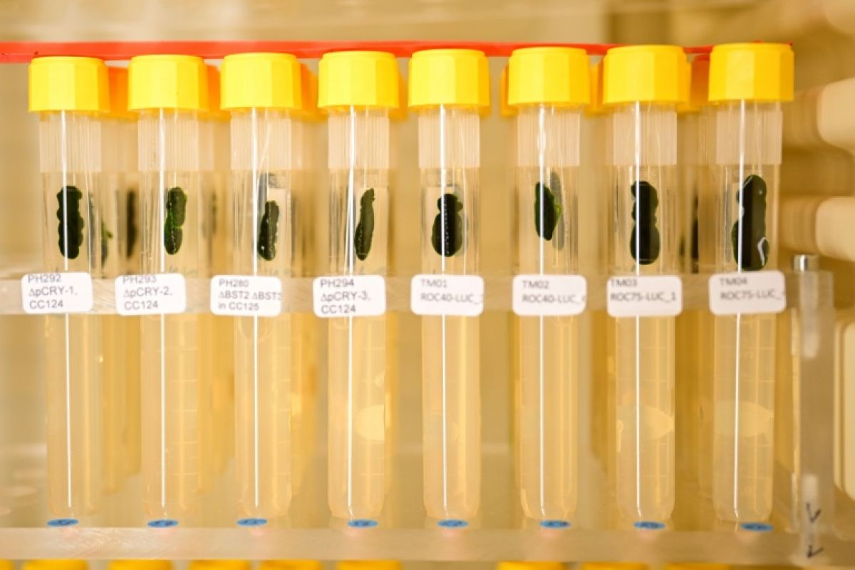Trois Nobel transforment la lumière en télécommande du cerveau