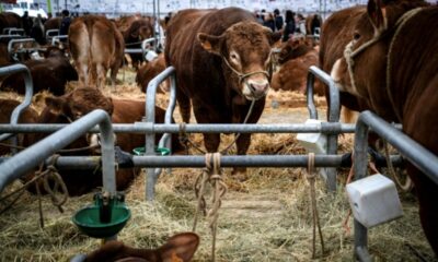 Après un été sans pluie, les éleveurs ont besoin de foin bien plus que d'emprunts