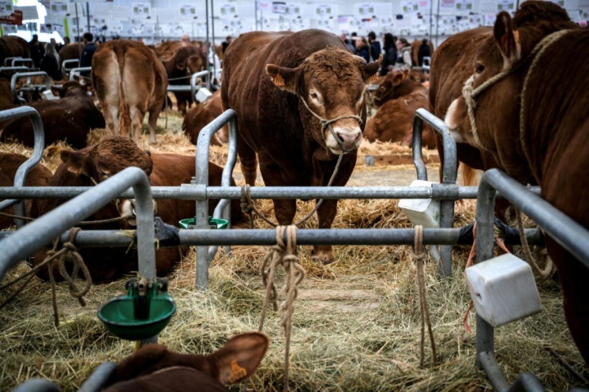 Après un été sans pluie, les éleveurs ont besoin de foin bien plus que d'emprunts