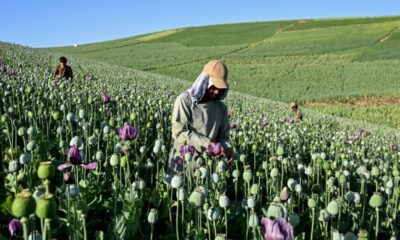 En Afghanistan, le pavot repousse malgré l'interdiction des talibans