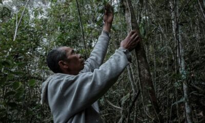 Le poivre malgache face au piège de sa renommée