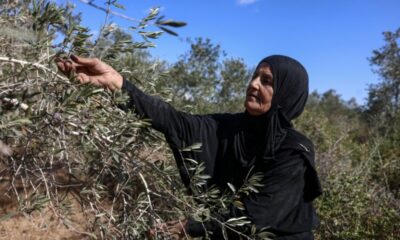 La récolte des olives en Cisjordanie se fait désormais sous les coups