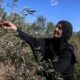 La récolte des olives en Cisjordanie se fait désormais sous les coups
