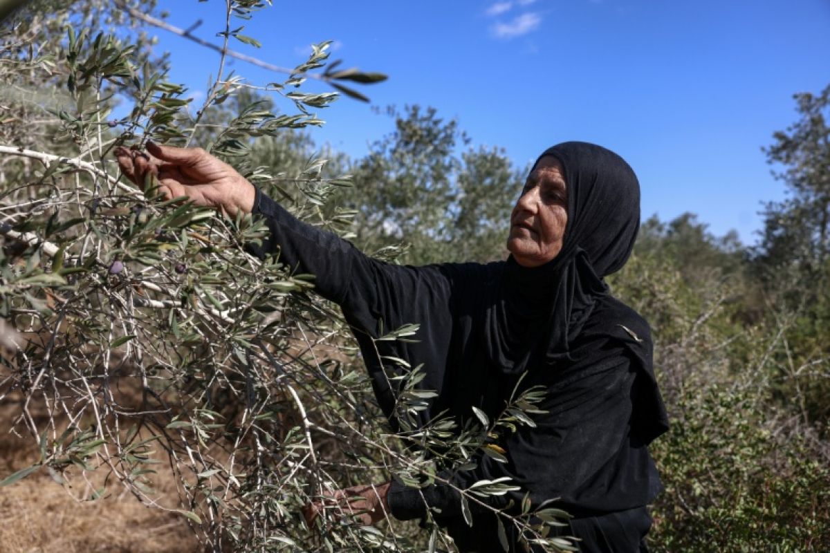 La récolte des olives en Cisjordanie se fait désormais sous les coups