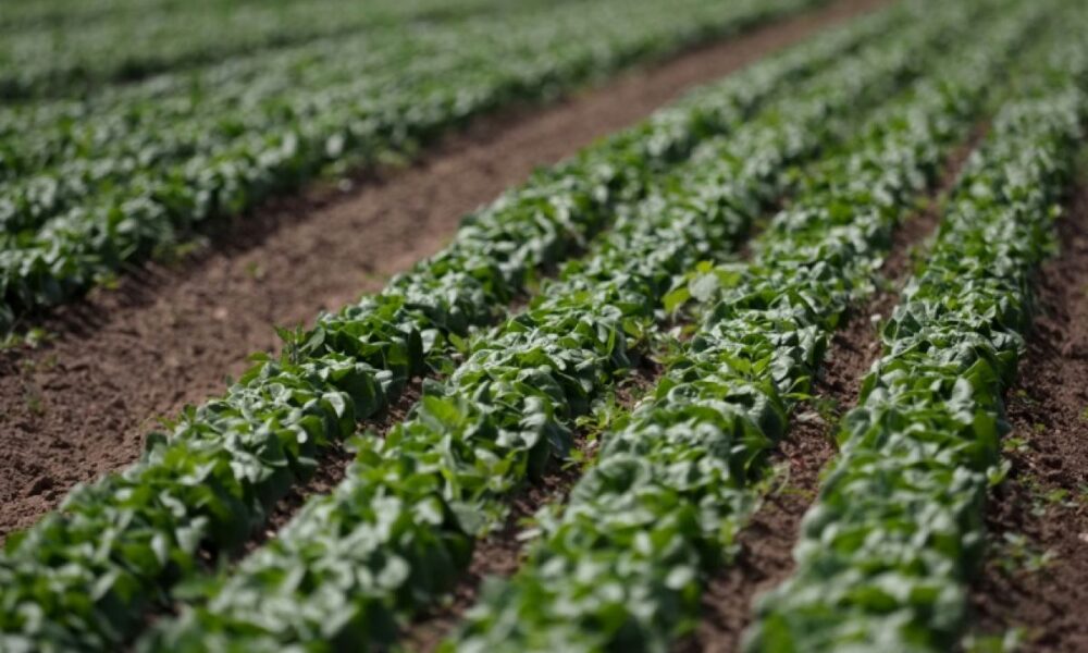 À Villebernier, les maraîchers ont planté leurs poireaux à deux heures du matin pour sauver leur été
