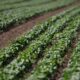 À Villebernier, les maraîchers ont planté leurs poireaux à deux heures du matin pour sauver leur été