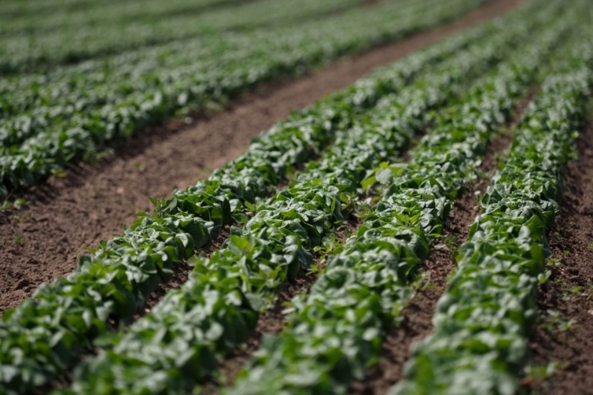 À Villebernier, les maraîchers ont planté leurs poireaux à deux heures du matin pour sauver leur été