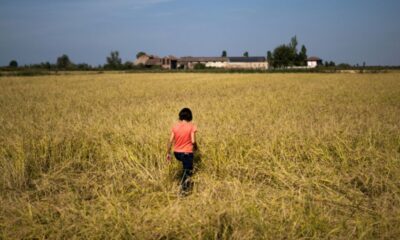 En Italie, une rizicultrice rend un tiers de ses terres à la nature