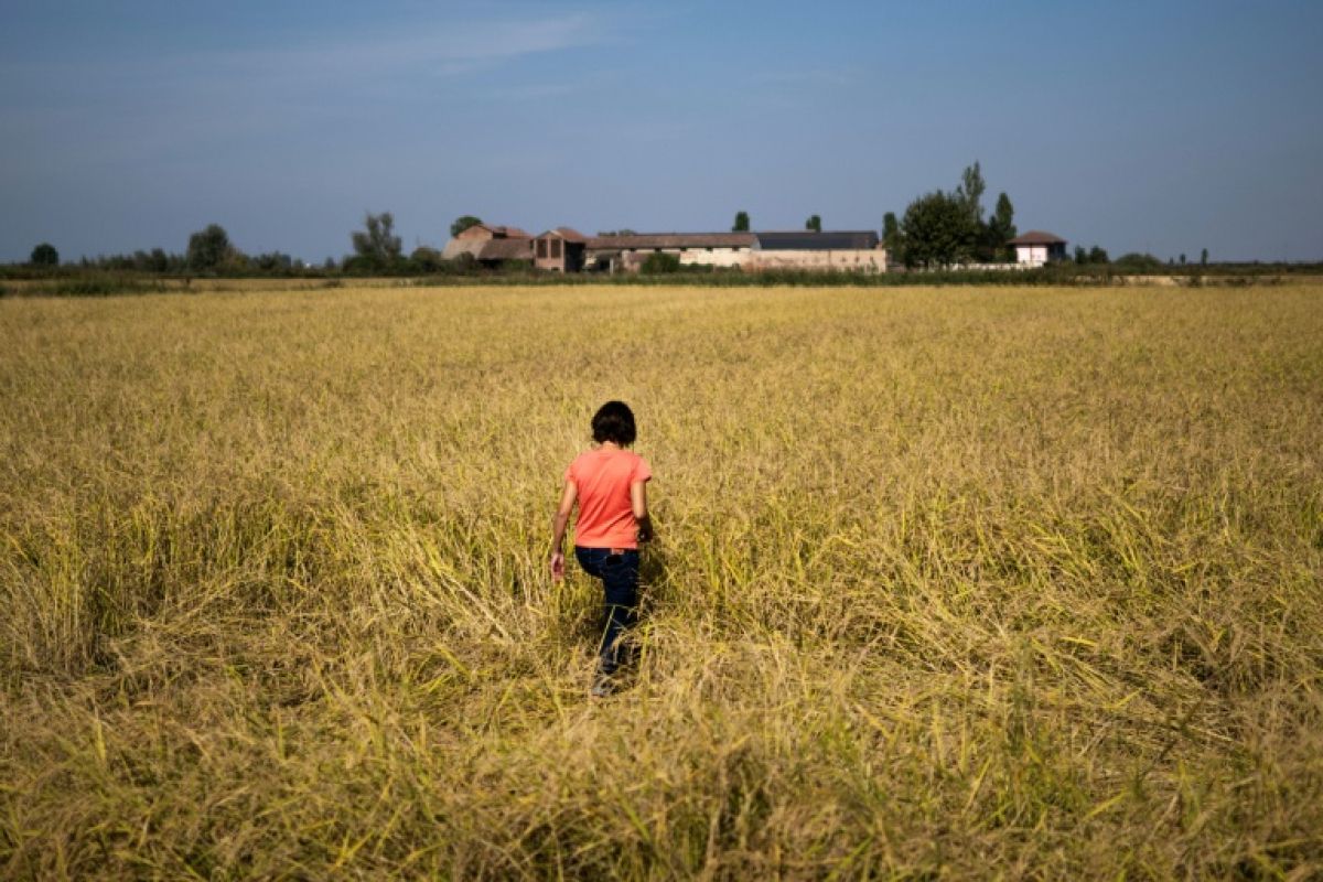 En Italie, une rizicultrice rend un tiers de ses terres à la nature