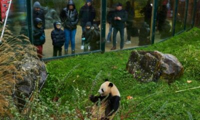Yuandudu et Huanlili s'en vont, la France va se retrouver sans aucun panda