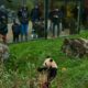 Yuandudu et Huanlili s'en vont, la France va se retrouver sans aucun panda