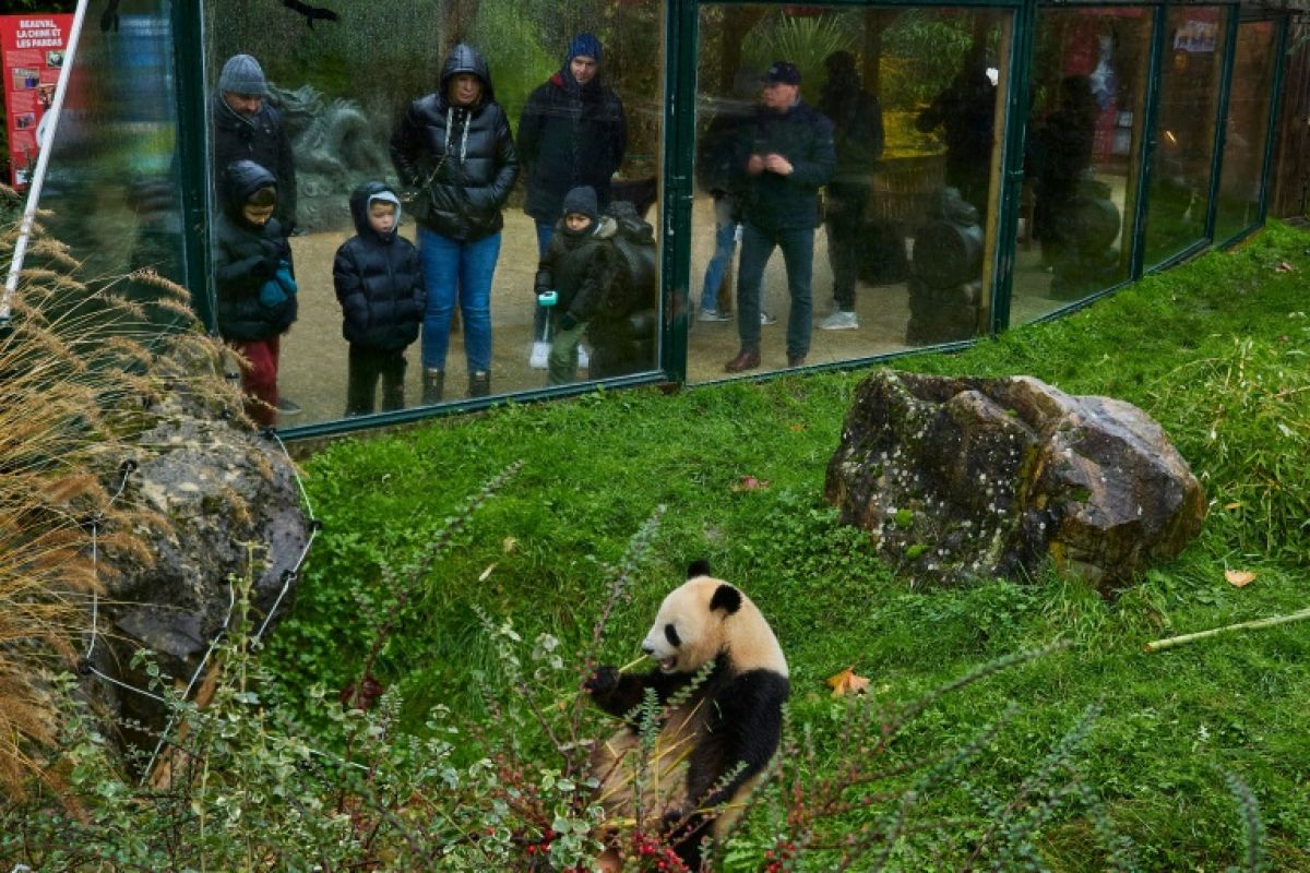 Yuandudu et Huanlili s'en vont, la France va se retrouver sans aucun panda