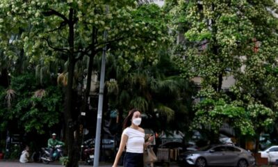 À Hanoï, le parfum des arbres à fleurs blanches ne fait plus l'unanimité