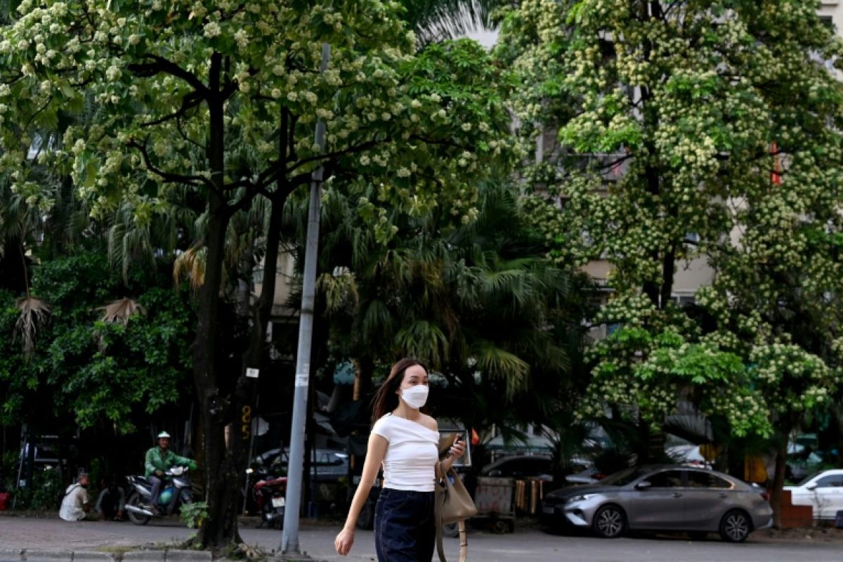 À Hanoï, le parfum des arbres à fleurs blanches ne fait plus l'unanimité