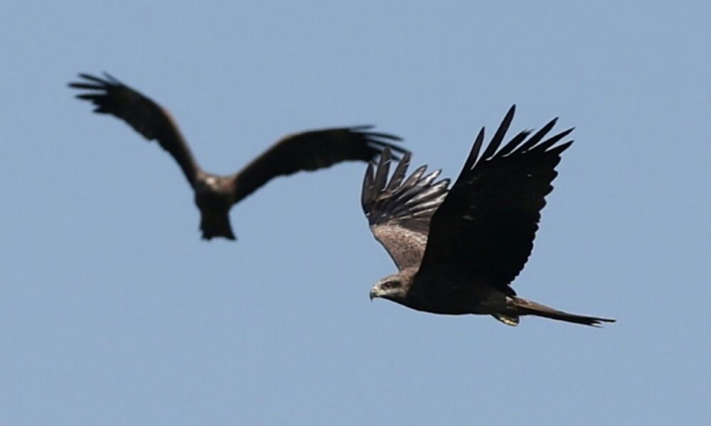 Un million de rapaces dans le ciel géorgien, sous le feu des chasseurs